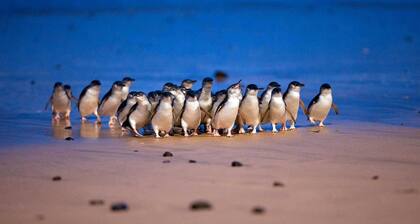 Pelicans Motel San Remo