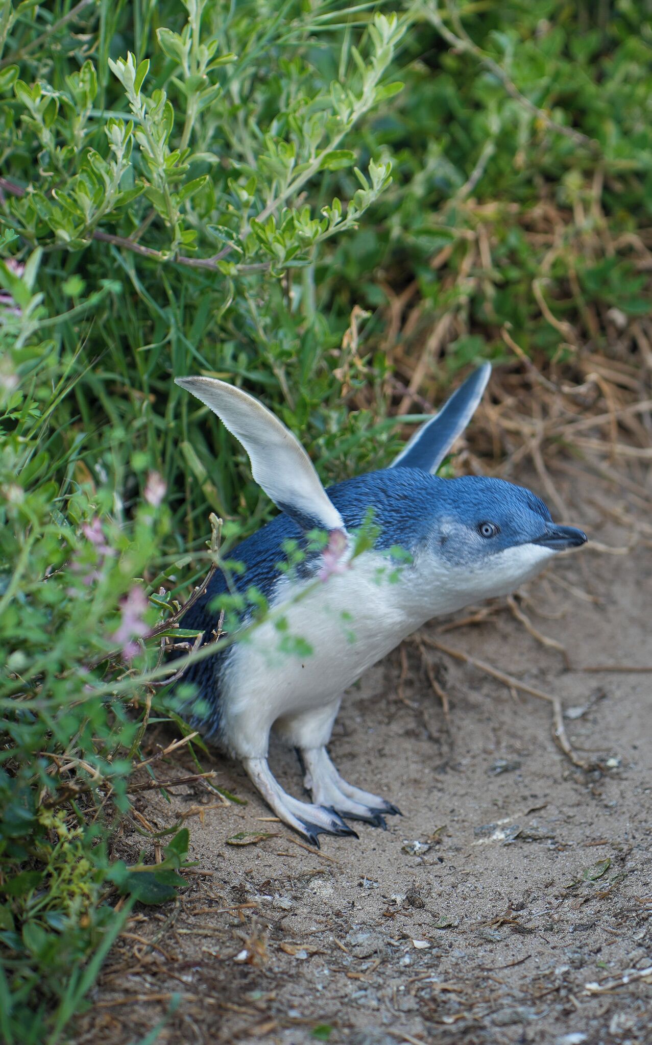 Photo - Pelicans Motel San Remo