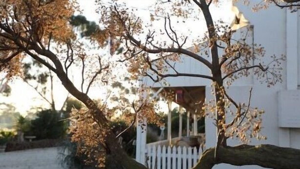 Un árbol frente a un edificio blanco con valla de piquetes blanca.