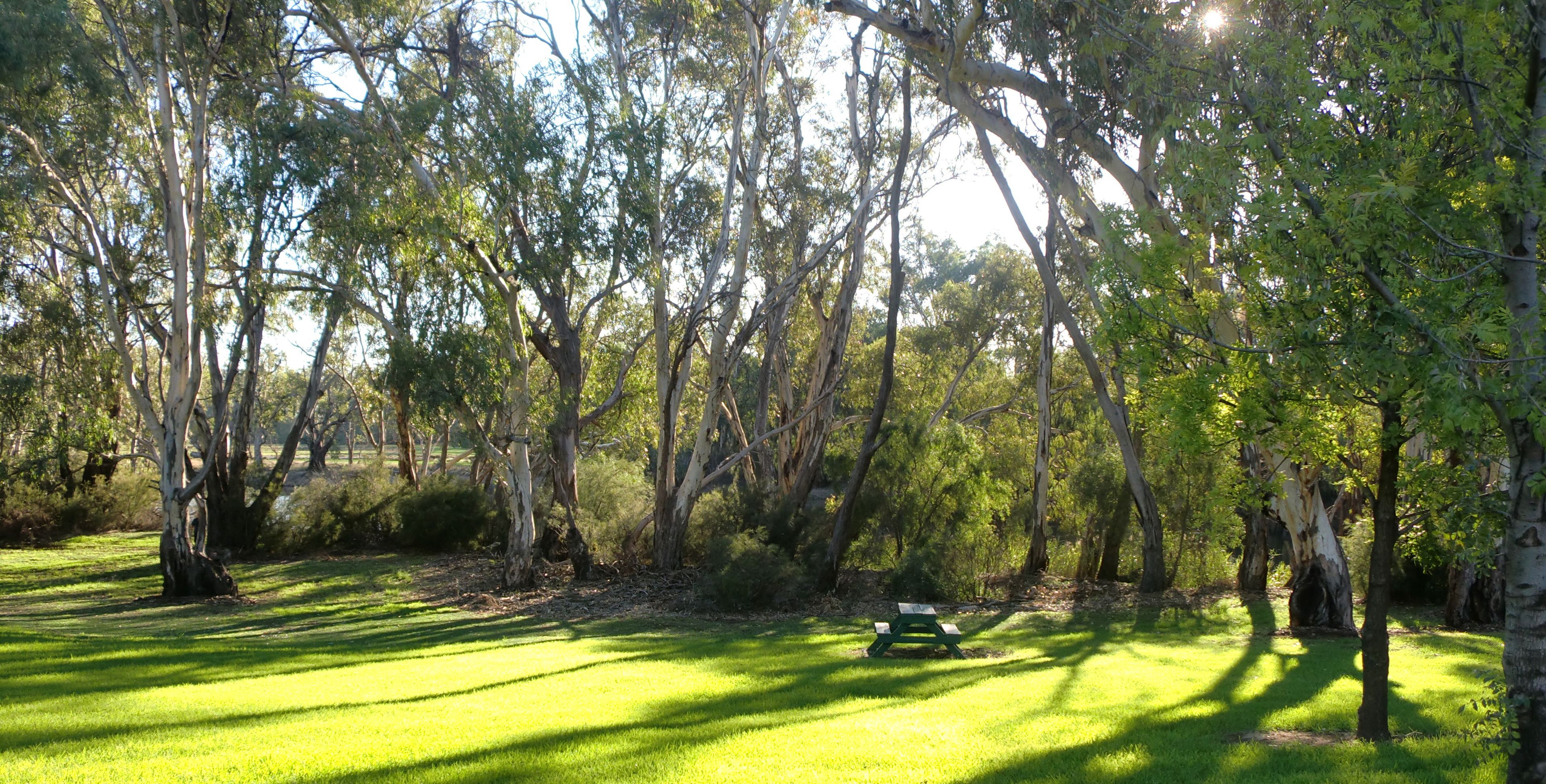 Un parc avec une table de pique-nique entourée d’arbres et d’herbe.