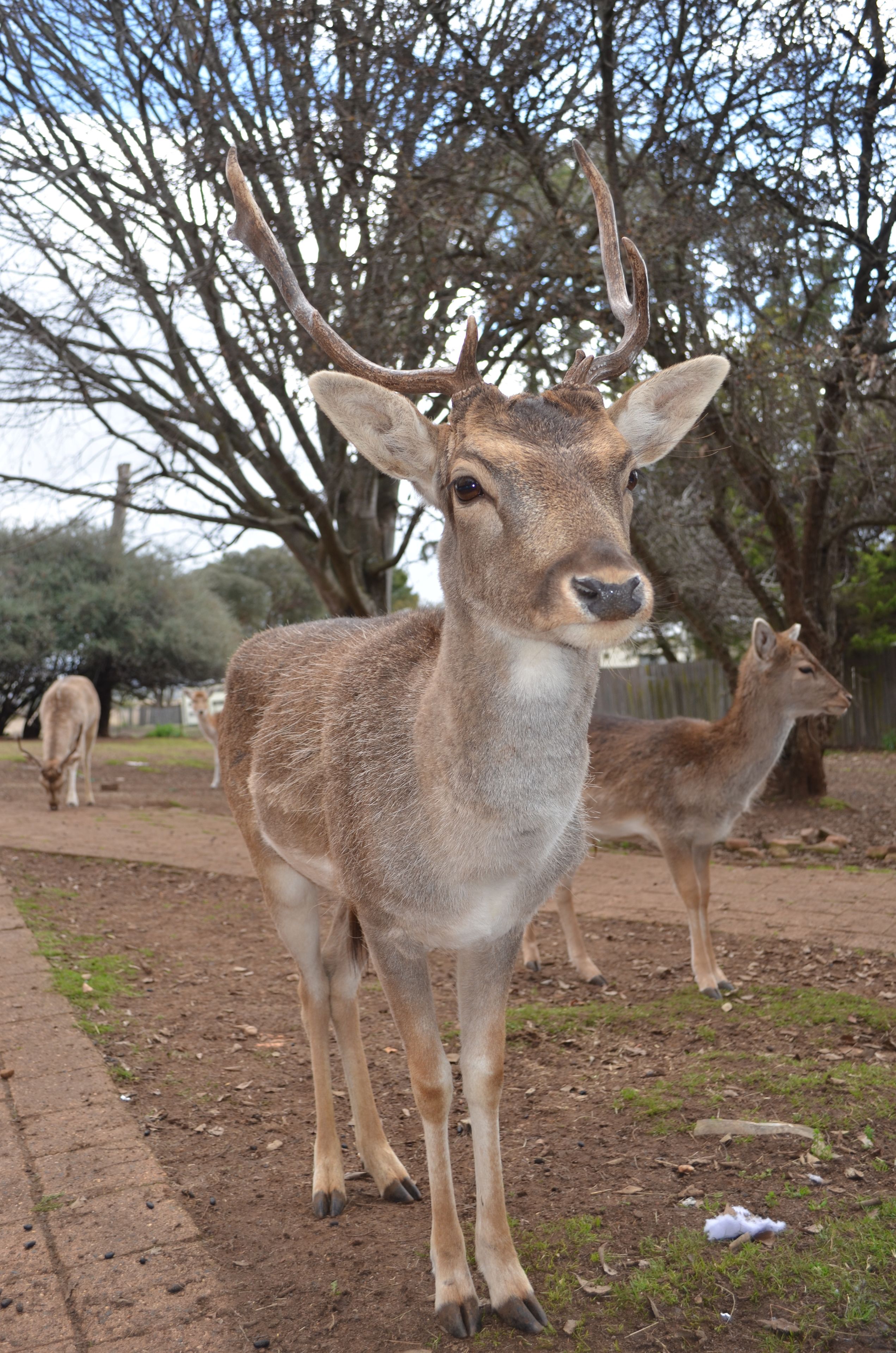 Un cerf aux grandes ramures se tient sur un chemin de terre, avec des arbres en arrière-plan.