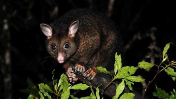 Eksterior