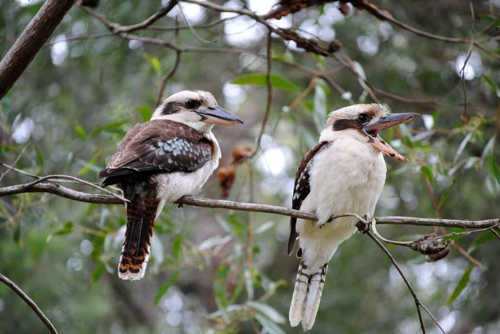 Twee vogels zitten op een tak.
