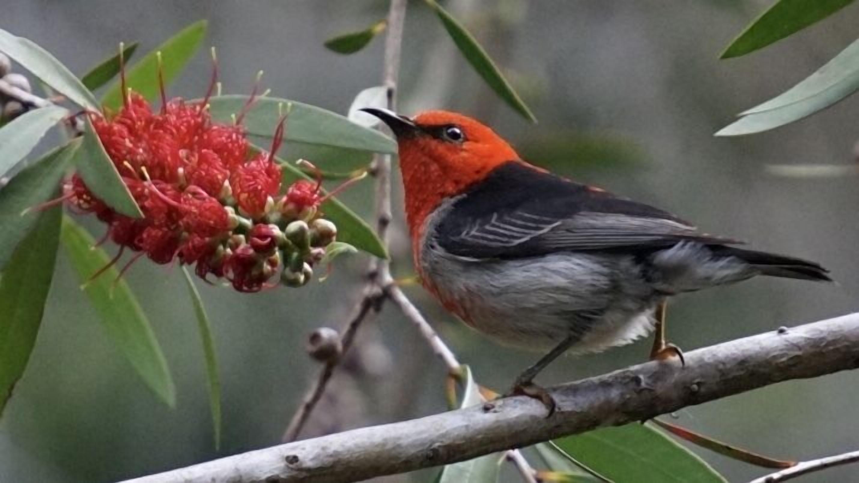 A bird perched on a branch with red flowers.