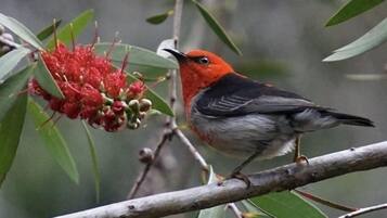 A bird perched on a branch with red flowers.