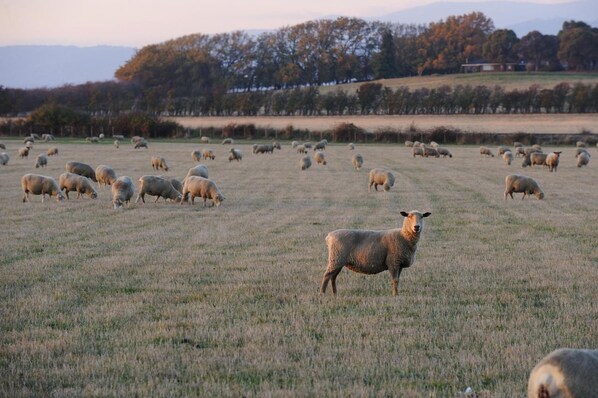 A field with sheep grazing.