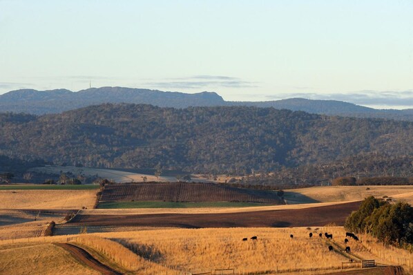 Paisaje rural con colinas onduladas, campos y algunos árboles dispersos.