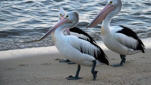 Two pelicans standing on a sandy beach with water in the background. - Jetty Motel The Entrance (Long Jetty)
