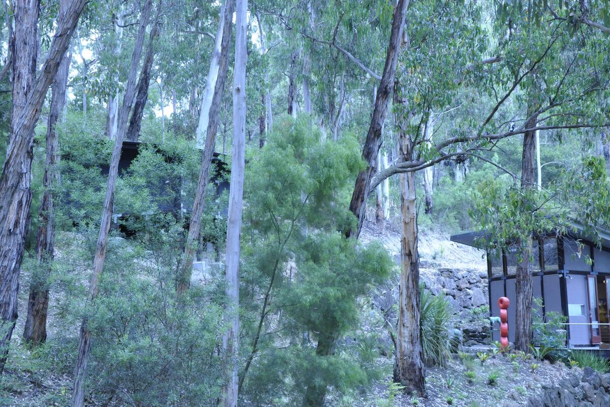 A forested area with tall trees and a small building with a modern design.