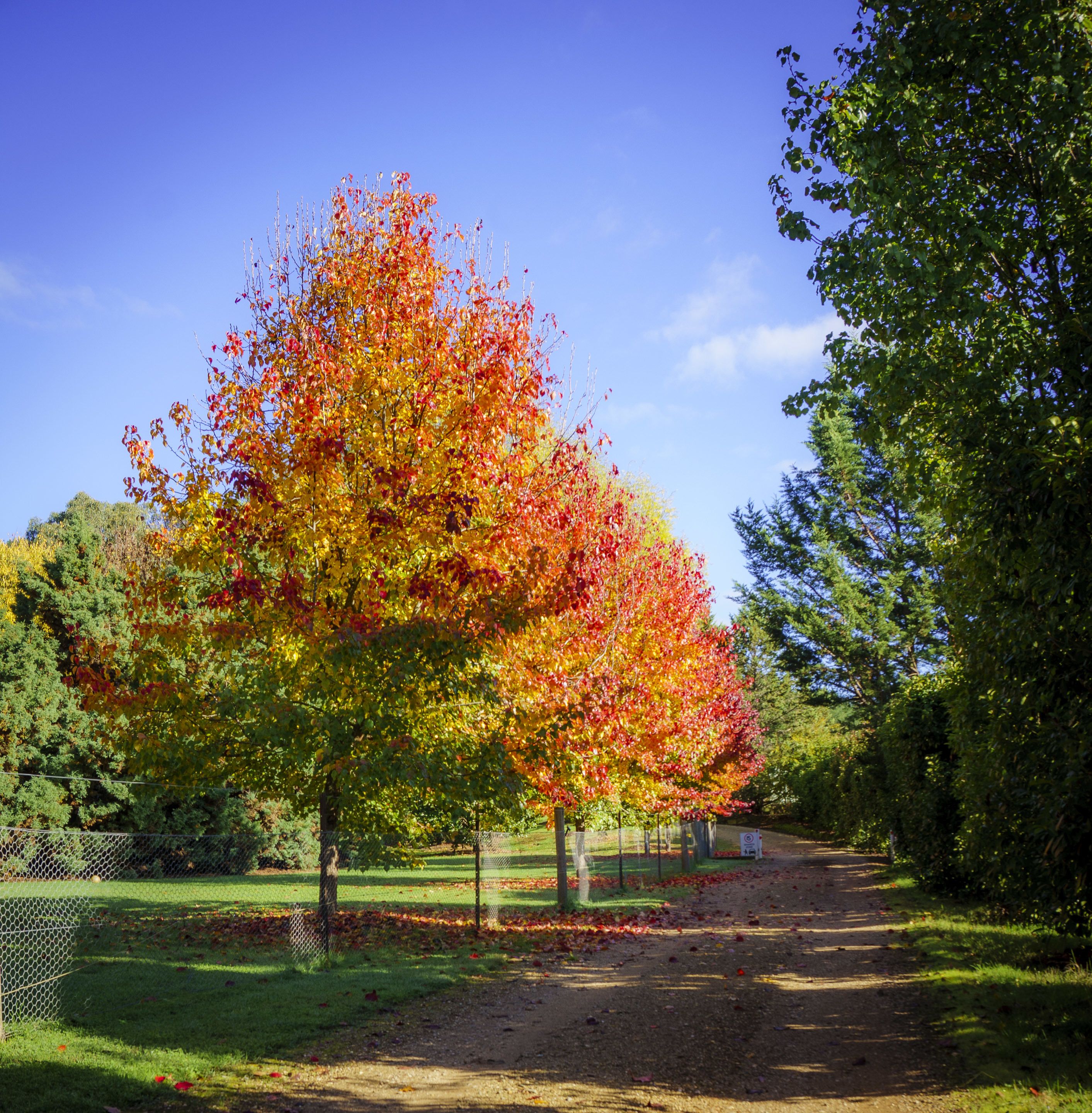 Ein von Bäumen gesäumter Weg mit Herbstlaub, eine Rasenfläche und ein klarer, blauer Himmel.