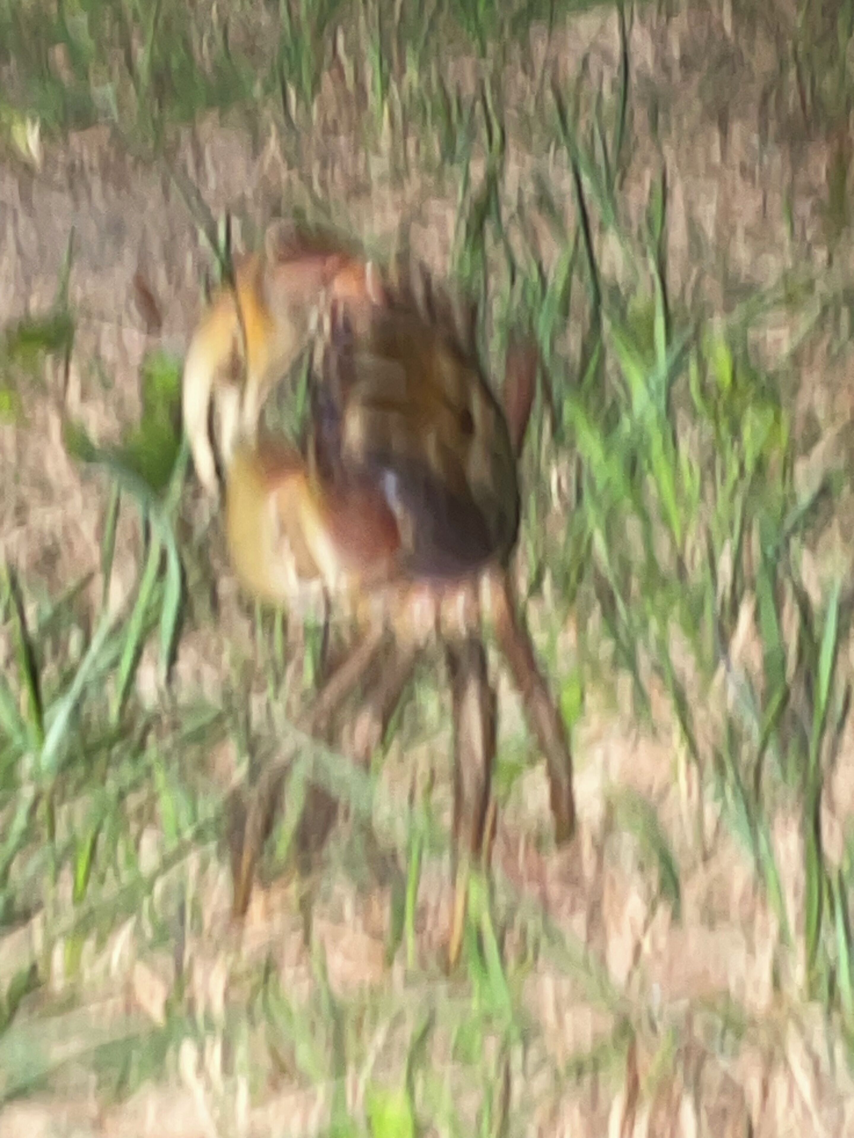 Una vista borrosa de una zona cubierta de hierba con un pequeño animal, quizás un ave o un mamífero, en movimiento.