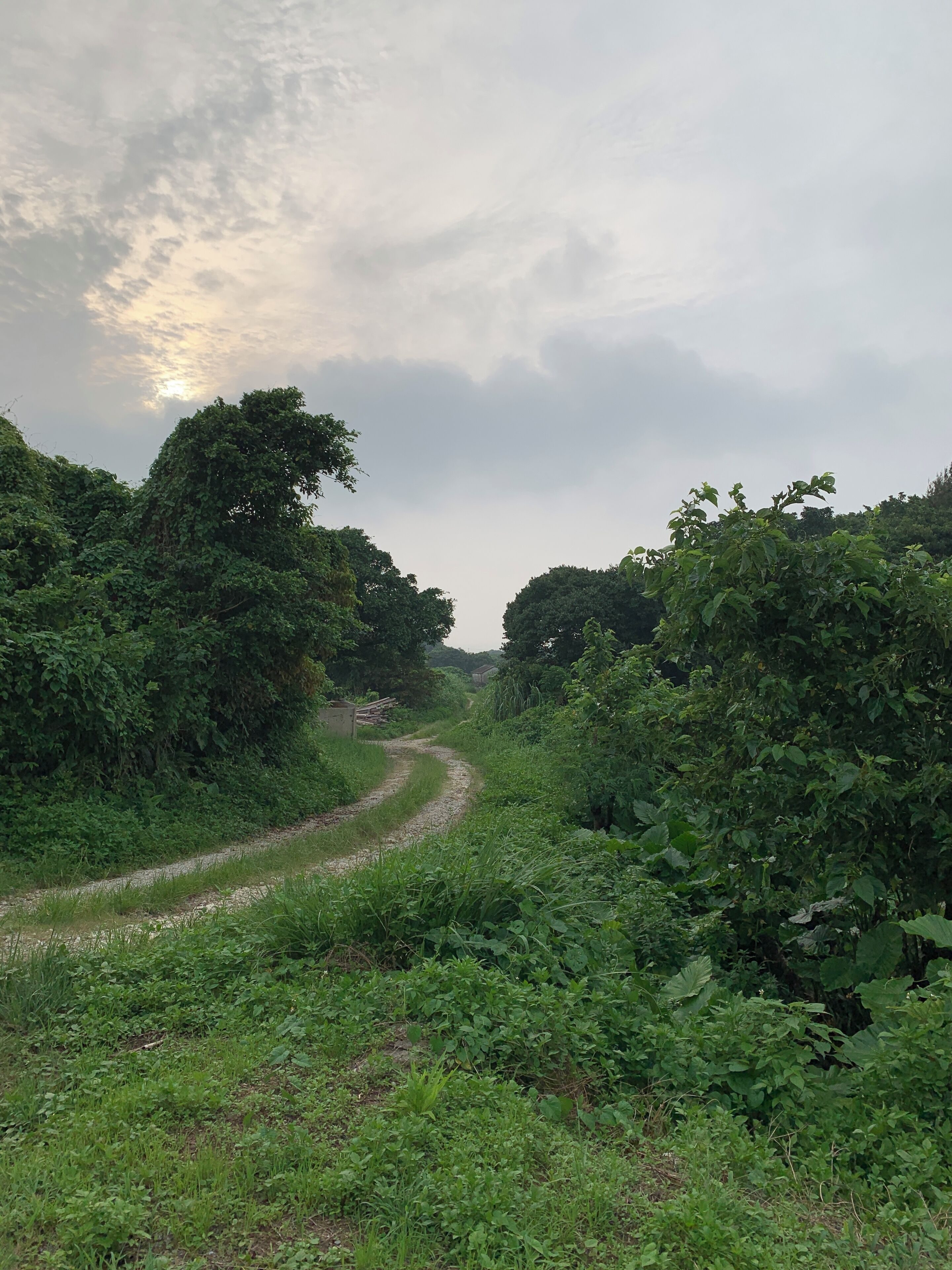 A rural dirt road surrounded by dense greenery and trees.