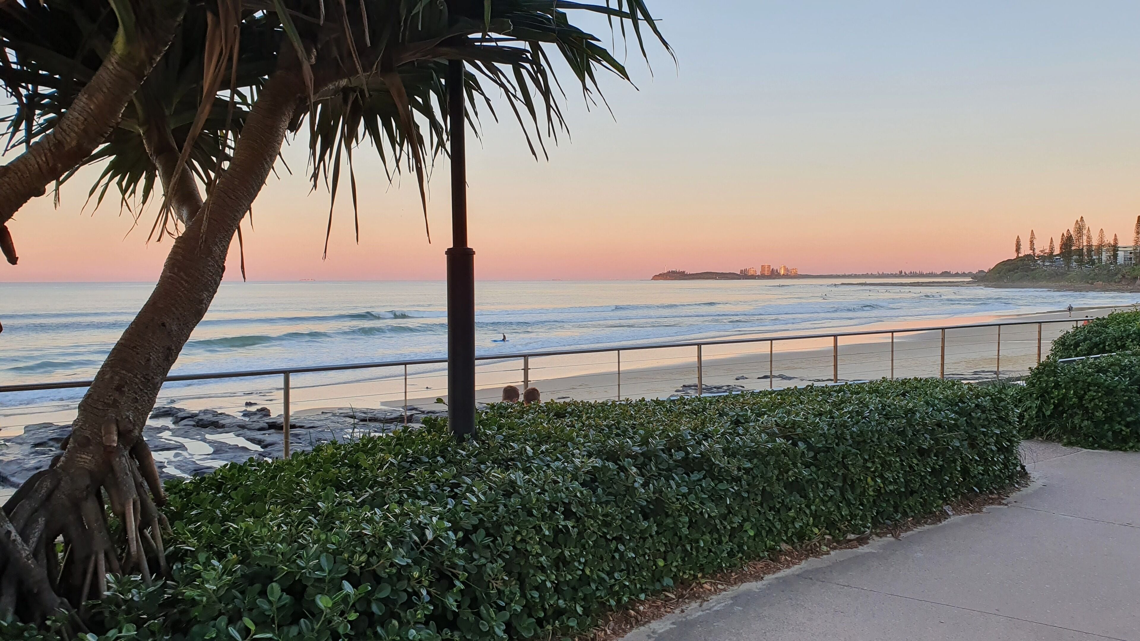 A coastal walkway with a palm tree and a hedge.