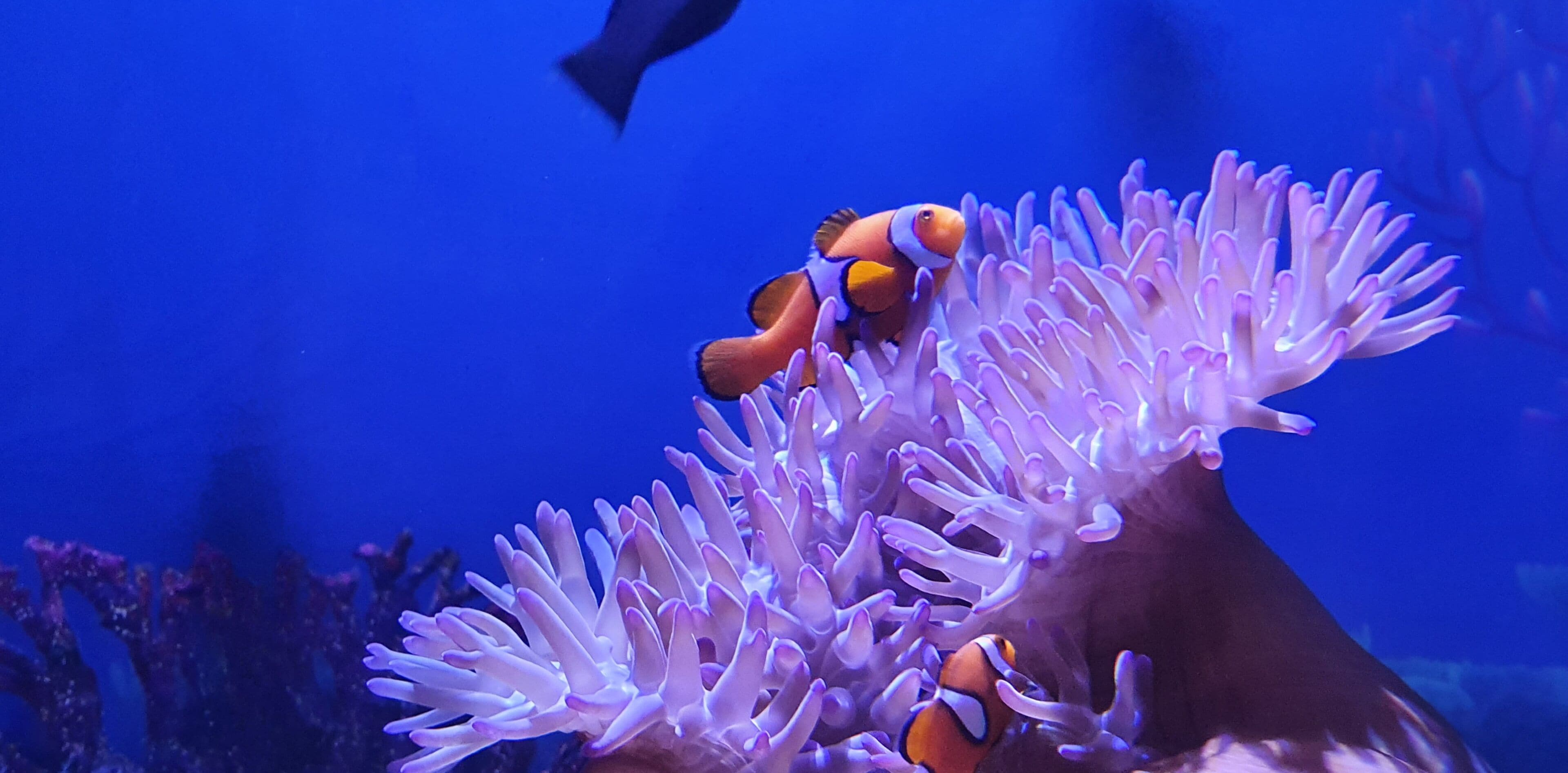 A close-up of a clownfish among anemone tentacles.