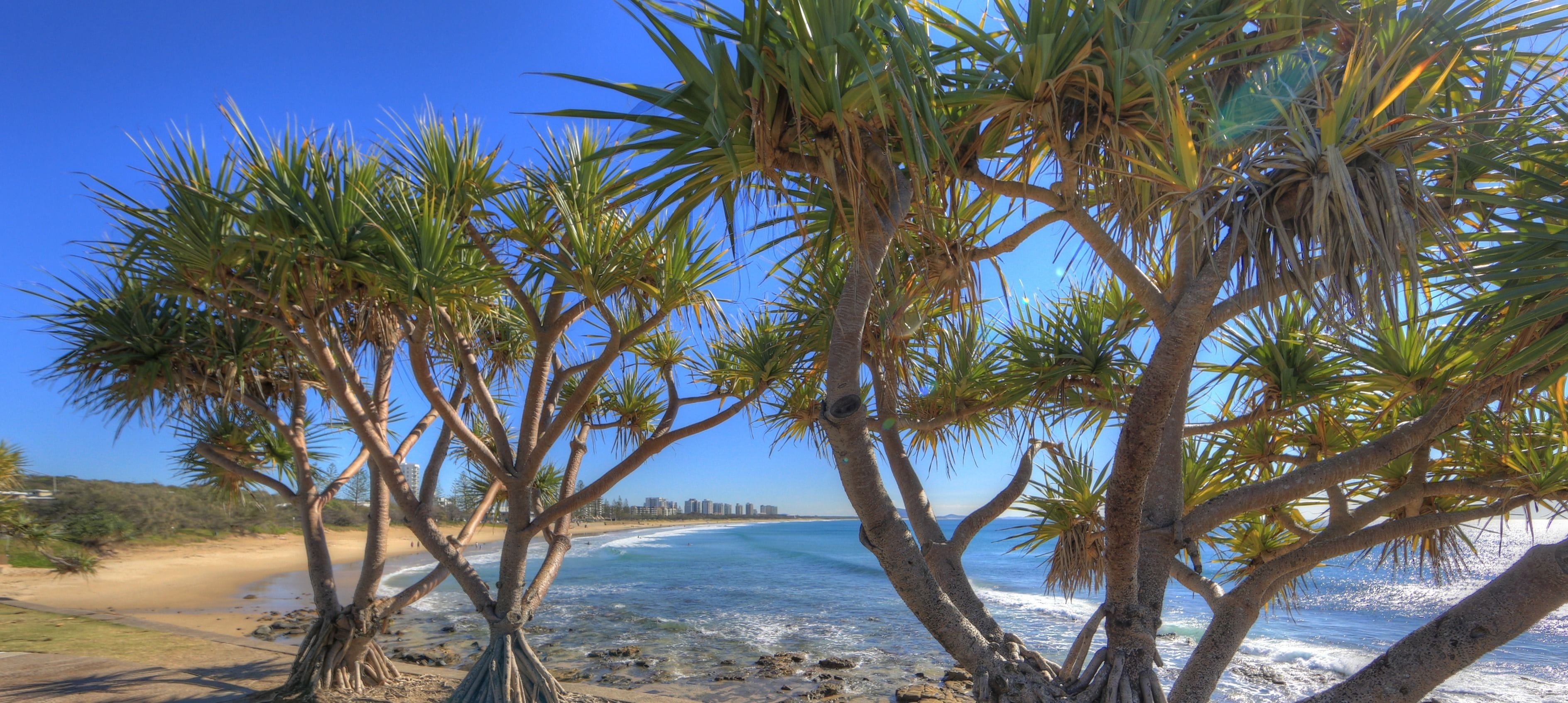 A beach with palm trees and a clear blue sky.
