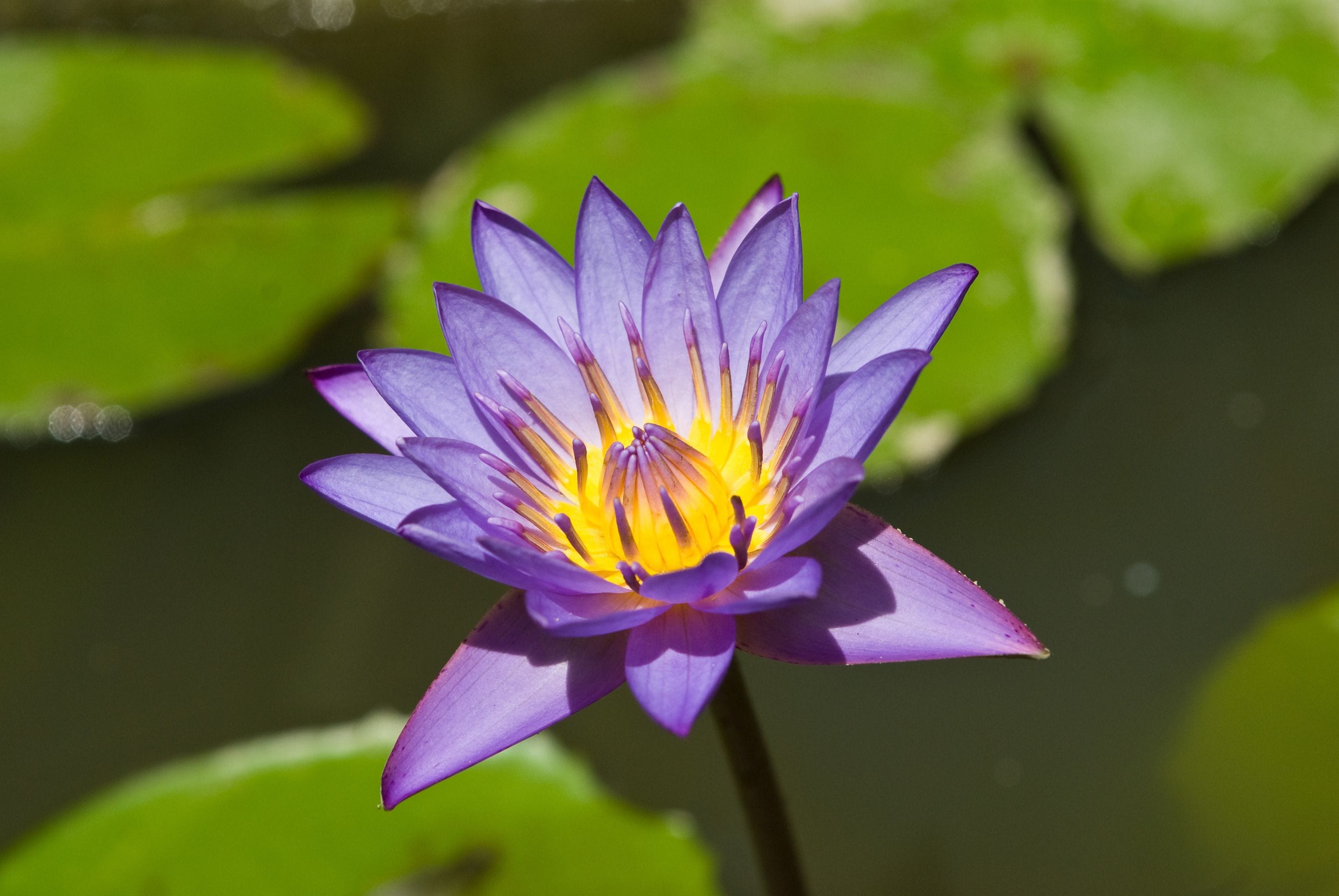 Un lirio de agua morado solitario, con centros amarillos, rodeado de nenúfares verdes sobre la superficie del agua.