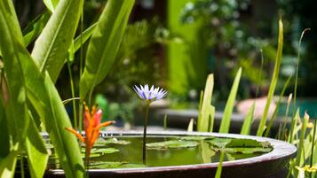 Un étang avec un seul nénuphar et une fleur de lotus au premier plan.