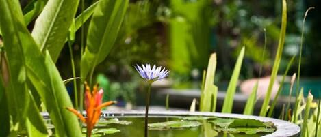 A pond with a single water lily and a lotus flower in the foreground.