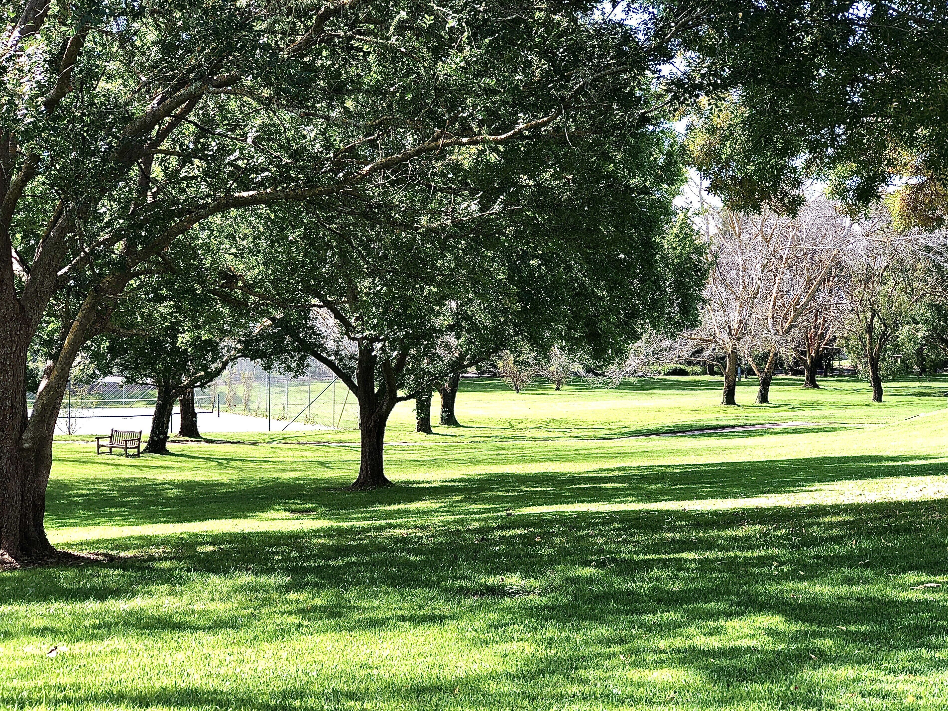 A park with trees, grass, and a bench.