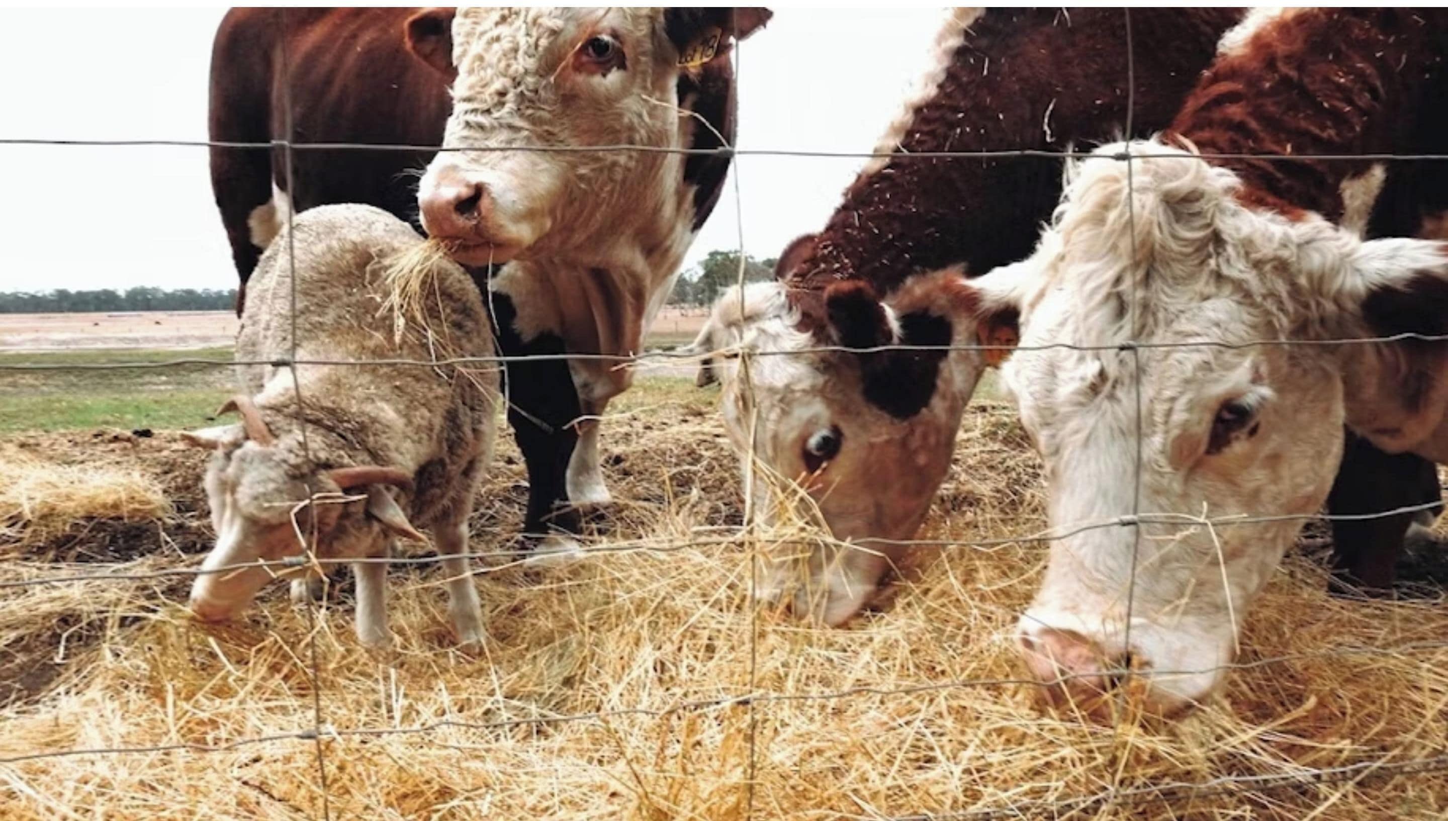A group of cows grazing behind a wire fence.