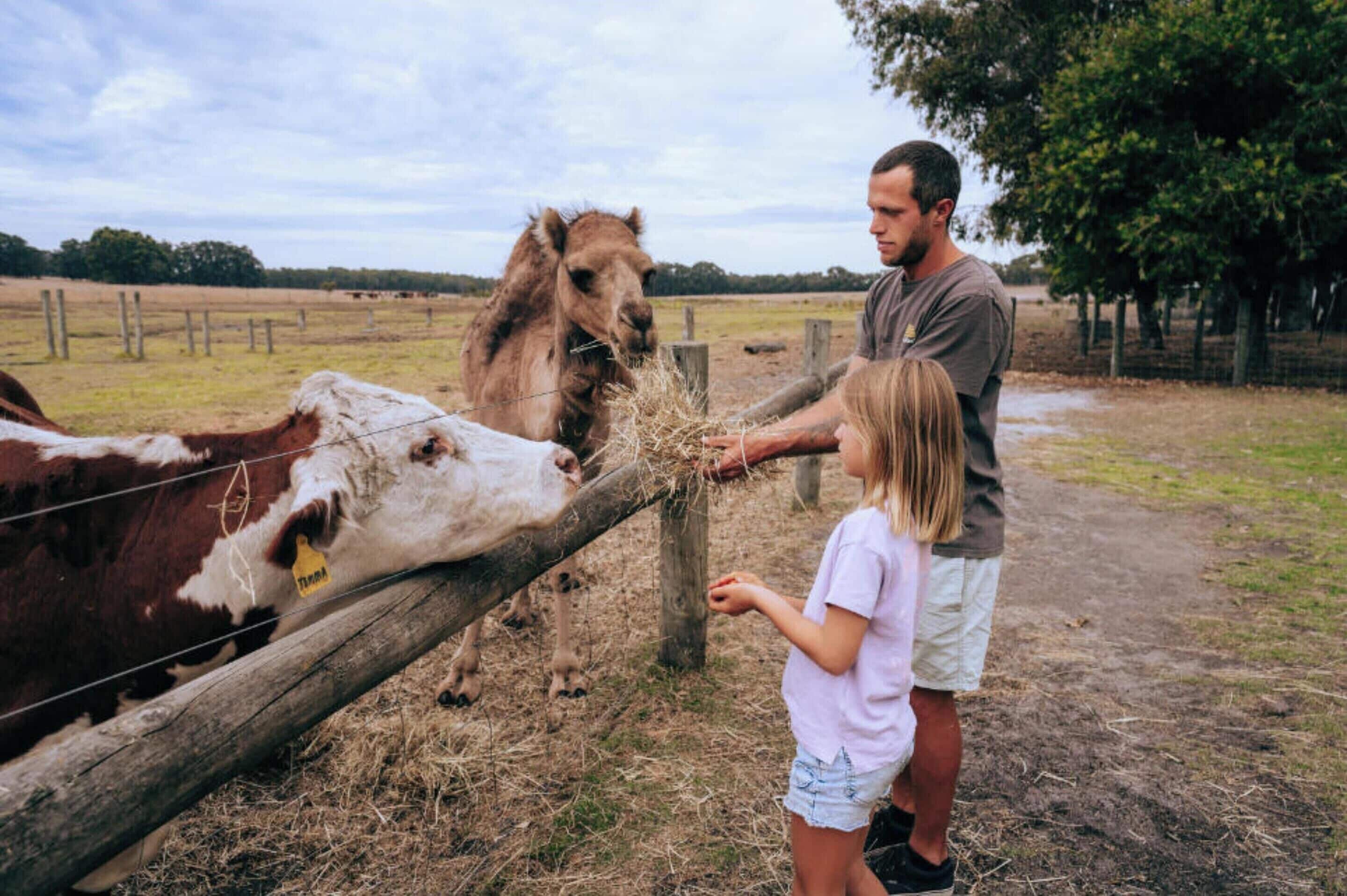 A person feeding a cow and a llama at a farm.