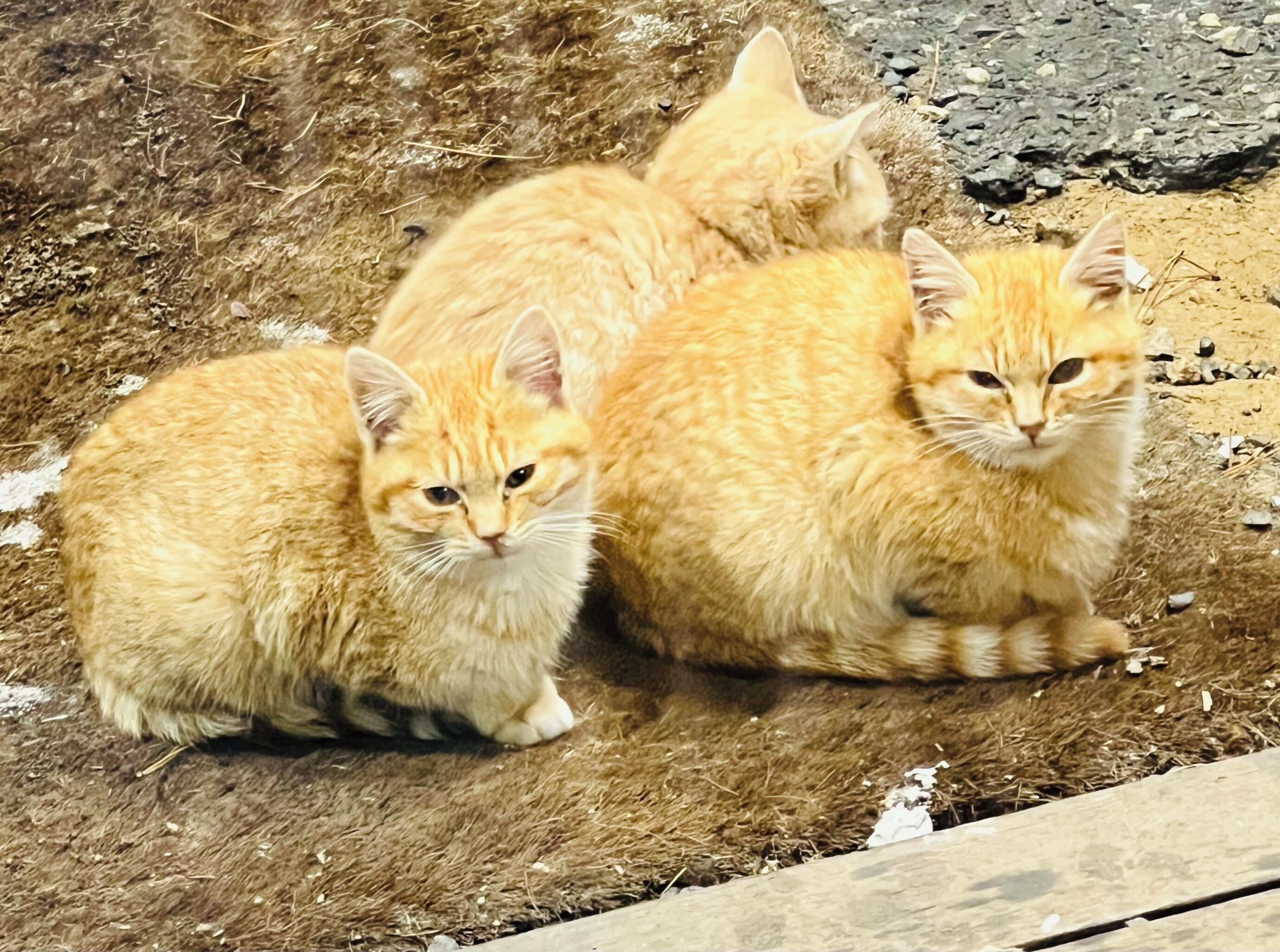 Three orange cats sitting on a textured surface with a mix of straw and dirt.