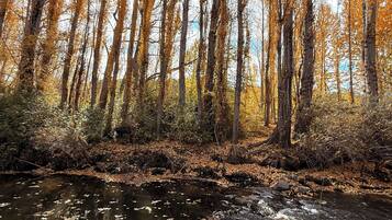 A forested area with a stream and rocks.