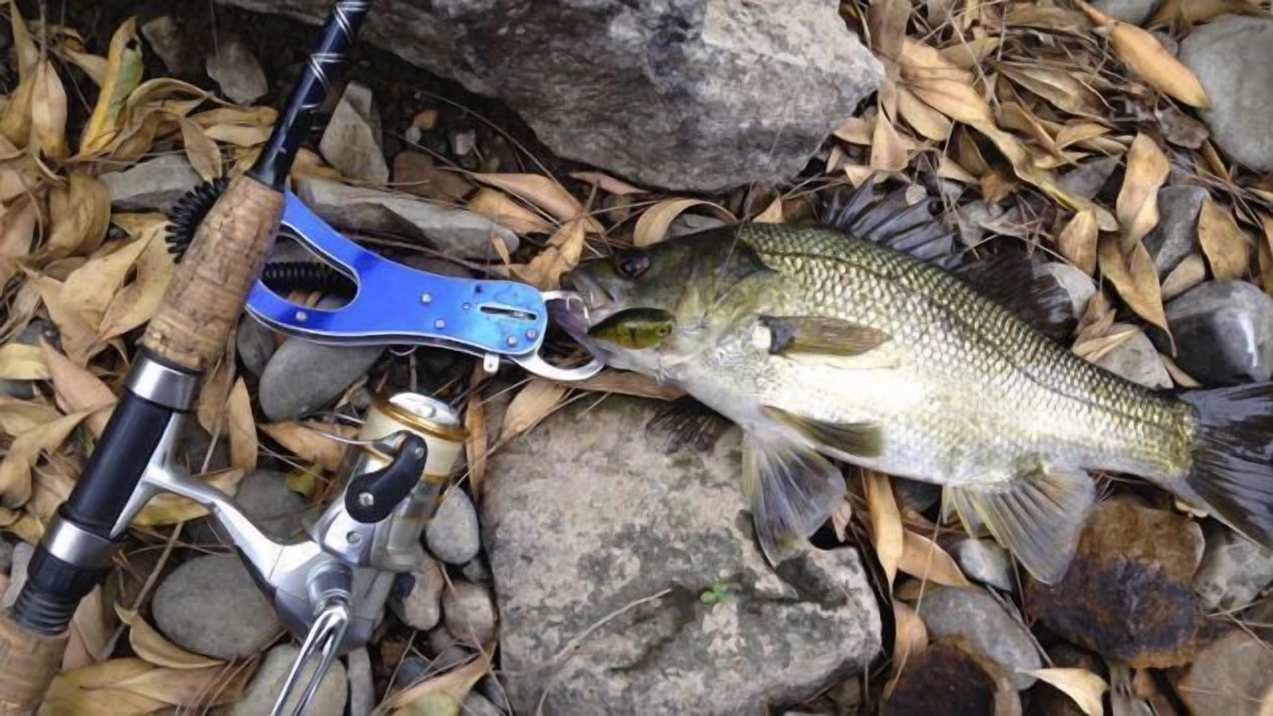 A fishing rod, reel, and a fish on a bed of leaves and rocks.