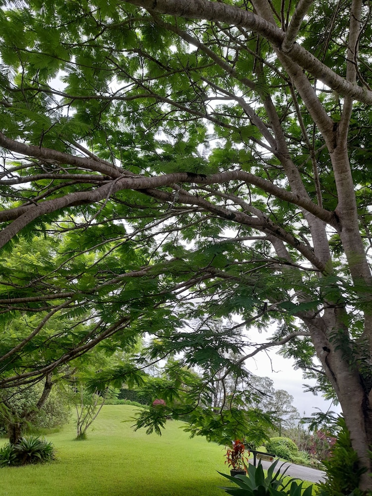 A View of Mt Warning Bed & Breakfast by null