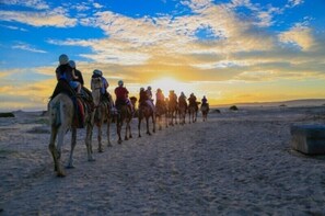 A group of people riding camels on a sandy beach during sunset. - Fern Bay Motel  (Fern Bay)