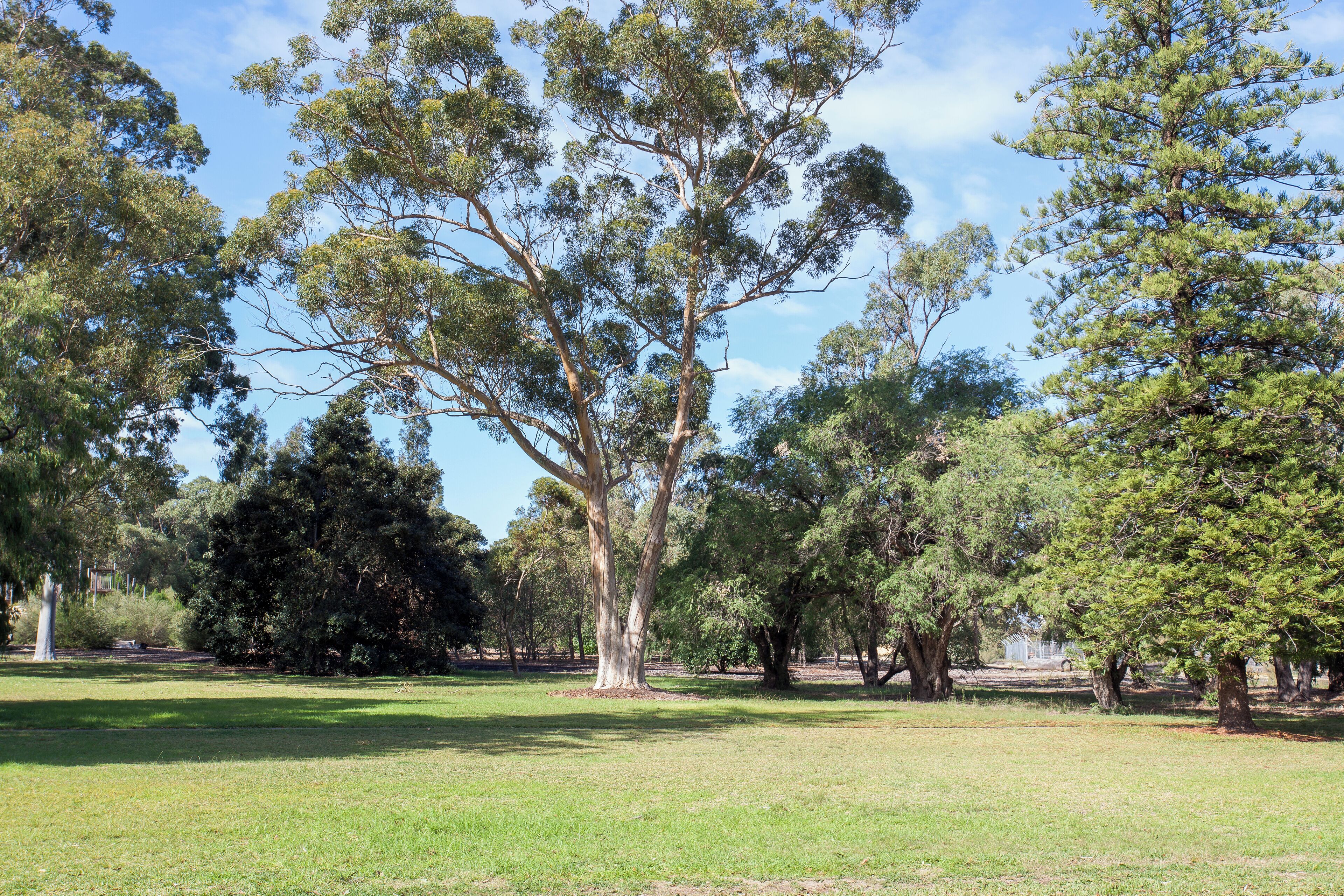 Un parque con un árbol grande en el centro, rodeado de otros árboles y césped.
