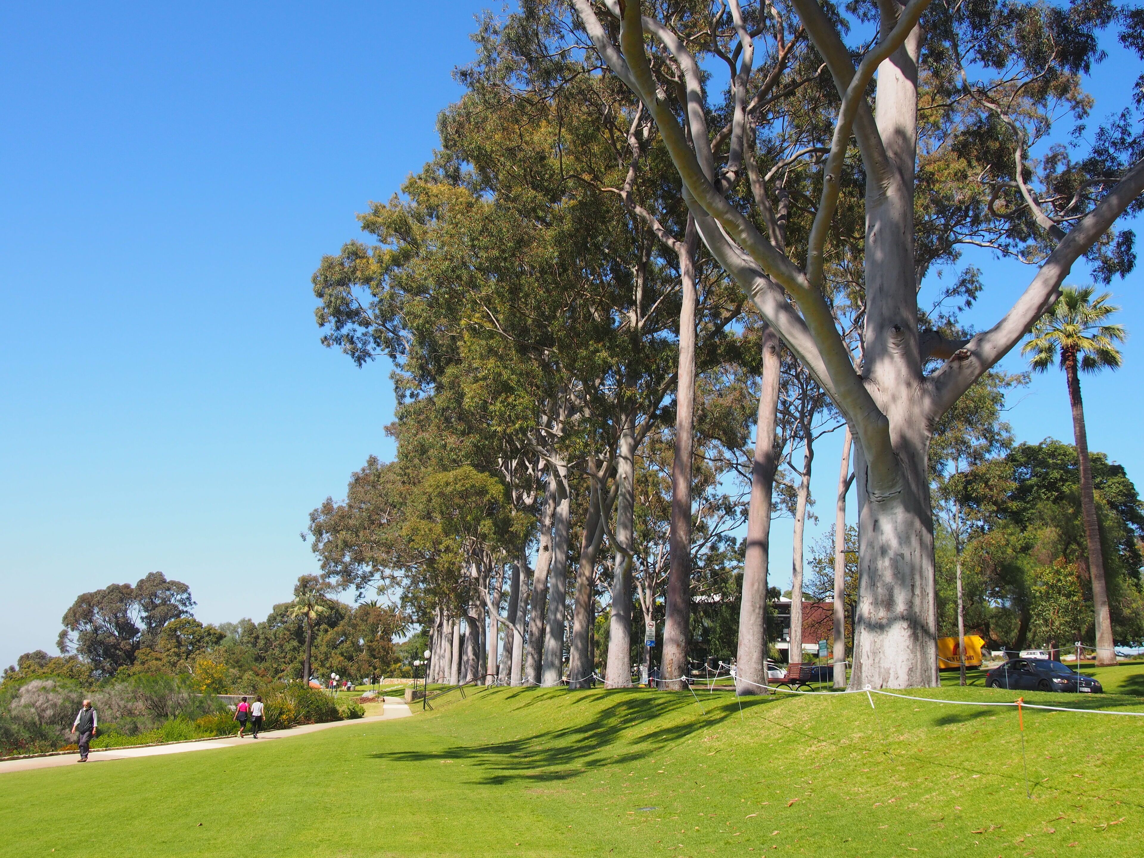 A park with tall trees, a grassy area, and a pathway.