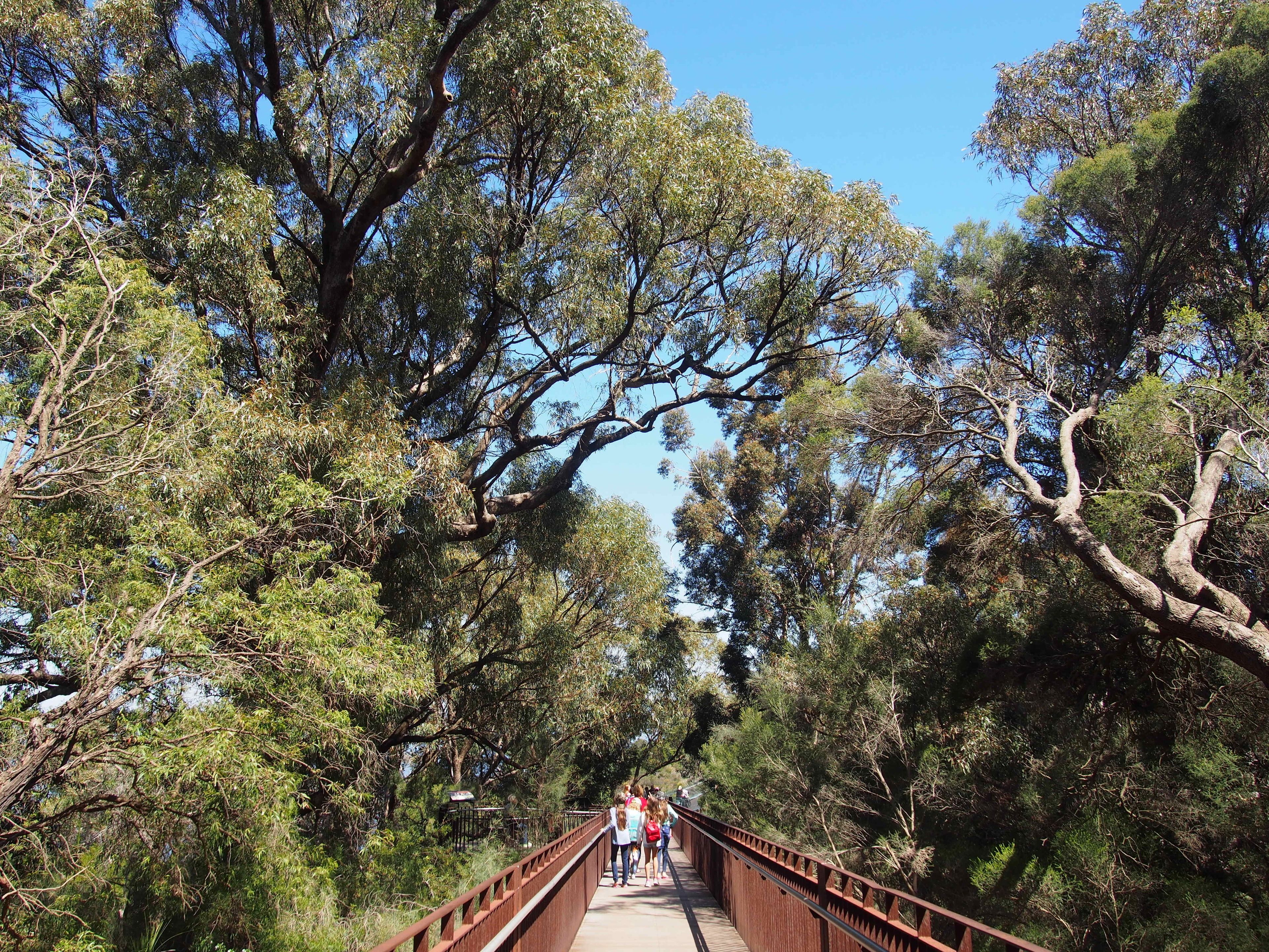 A wooden bridge surrounded by dense trees.