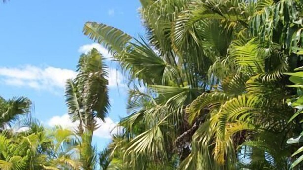 A well-maintained garden with various palm trees and shrubs, a clear blue sky, and a paved pathway. - Golden Fountain Motel (Allenstown)