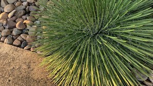 A cactus plant with long, thin leaves in a garden setting. - Banana Hotel Motel (Banana)