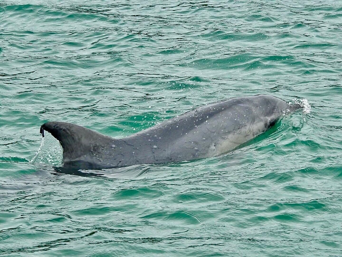 A whale swimming in the ocean.