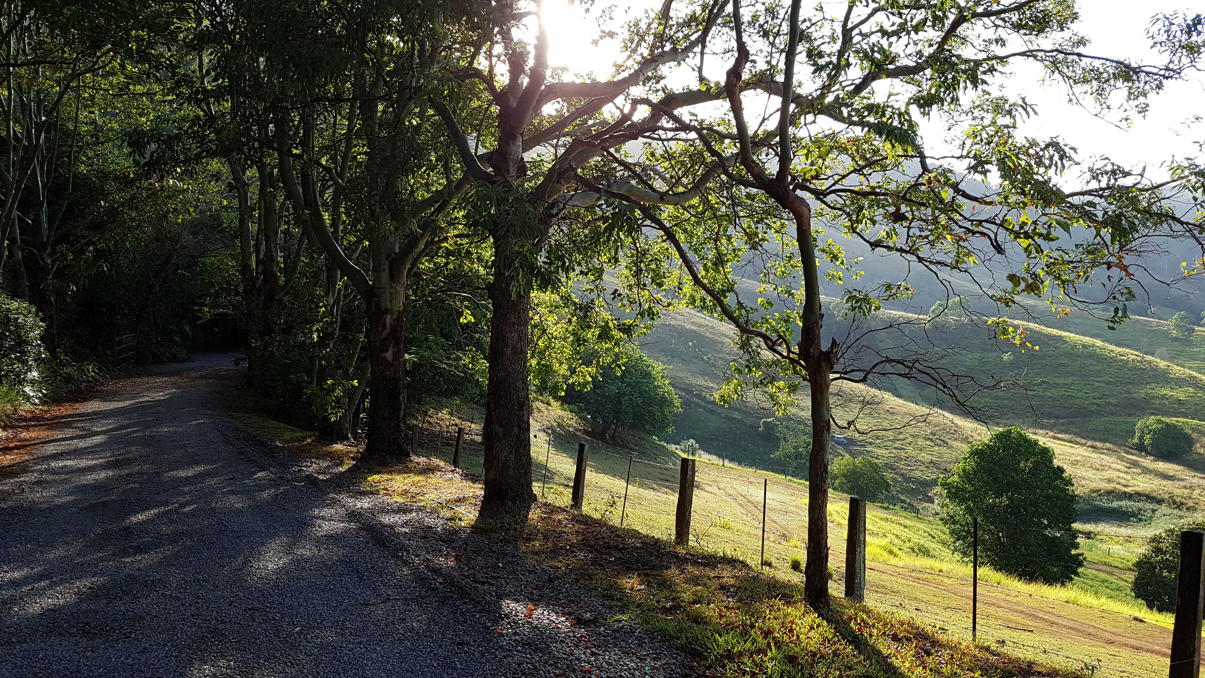 Ein Kiesweg, gesäumt von Bäumen und einem Zaun, führt durch eine hügelige Landschaft unter blauem Himmel.