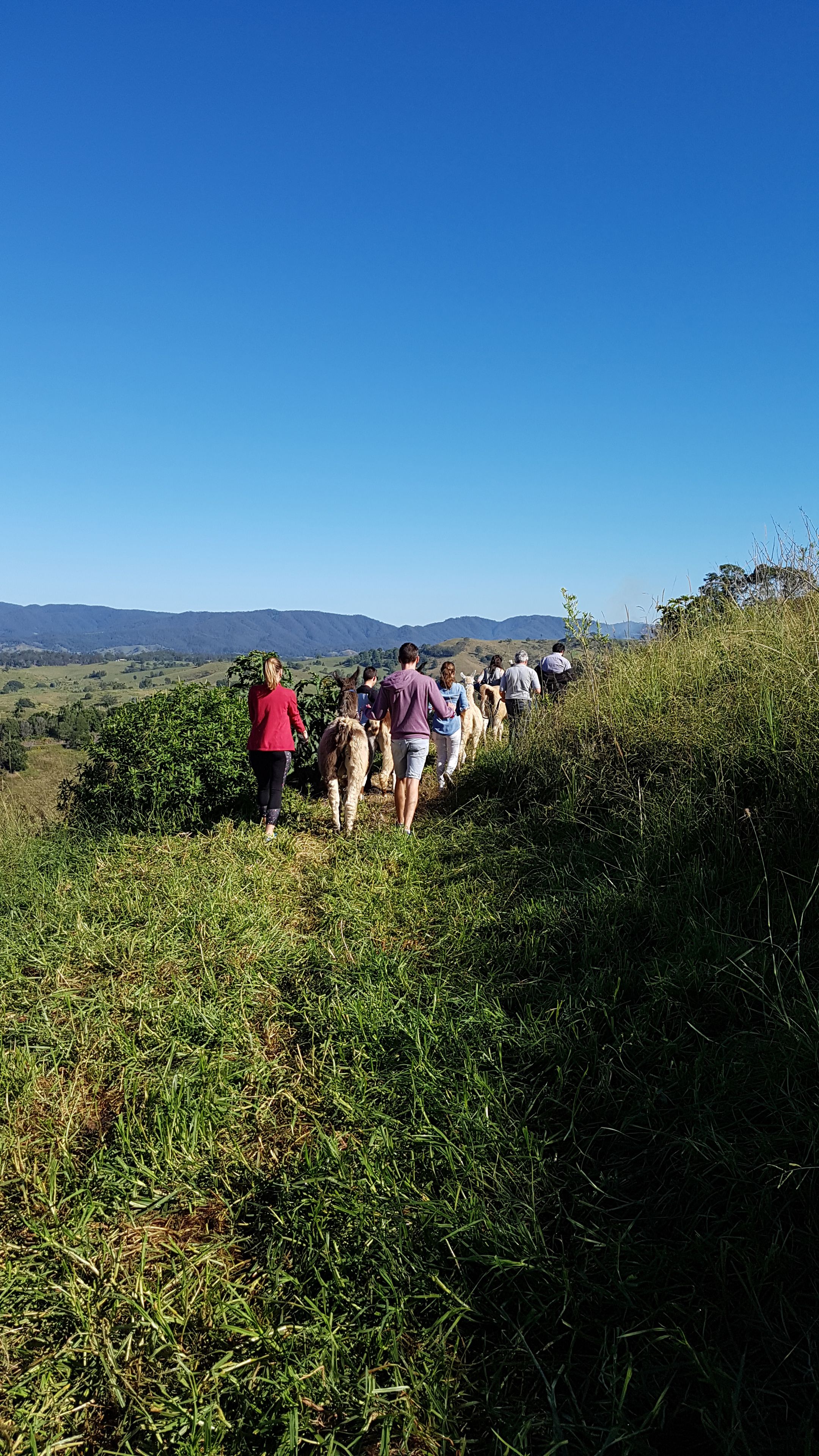 A group of people walking on a grassy path with a clear blue sky above.