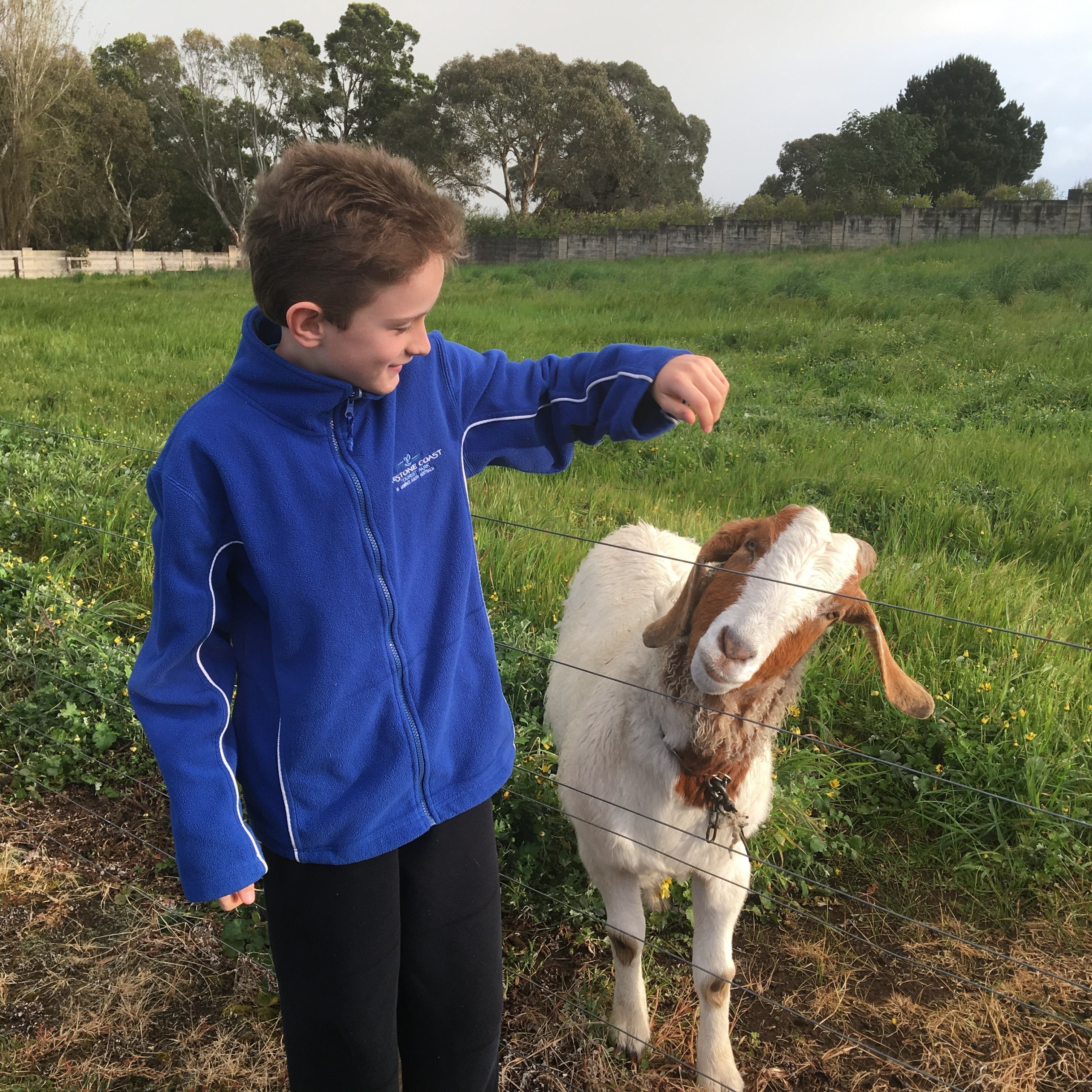 Una persona con una chaqueta azul acariciando a una cabra en un campo de pasto.