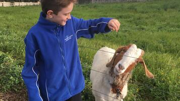 Una persona con una chaqueta azul acariciando a una cabra en un campo de pasto.