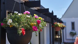 Hanging flower baskets with a variety of flowers in front of a building. - Rolleston Motel Thames – Wenzel Motels (Thames)
