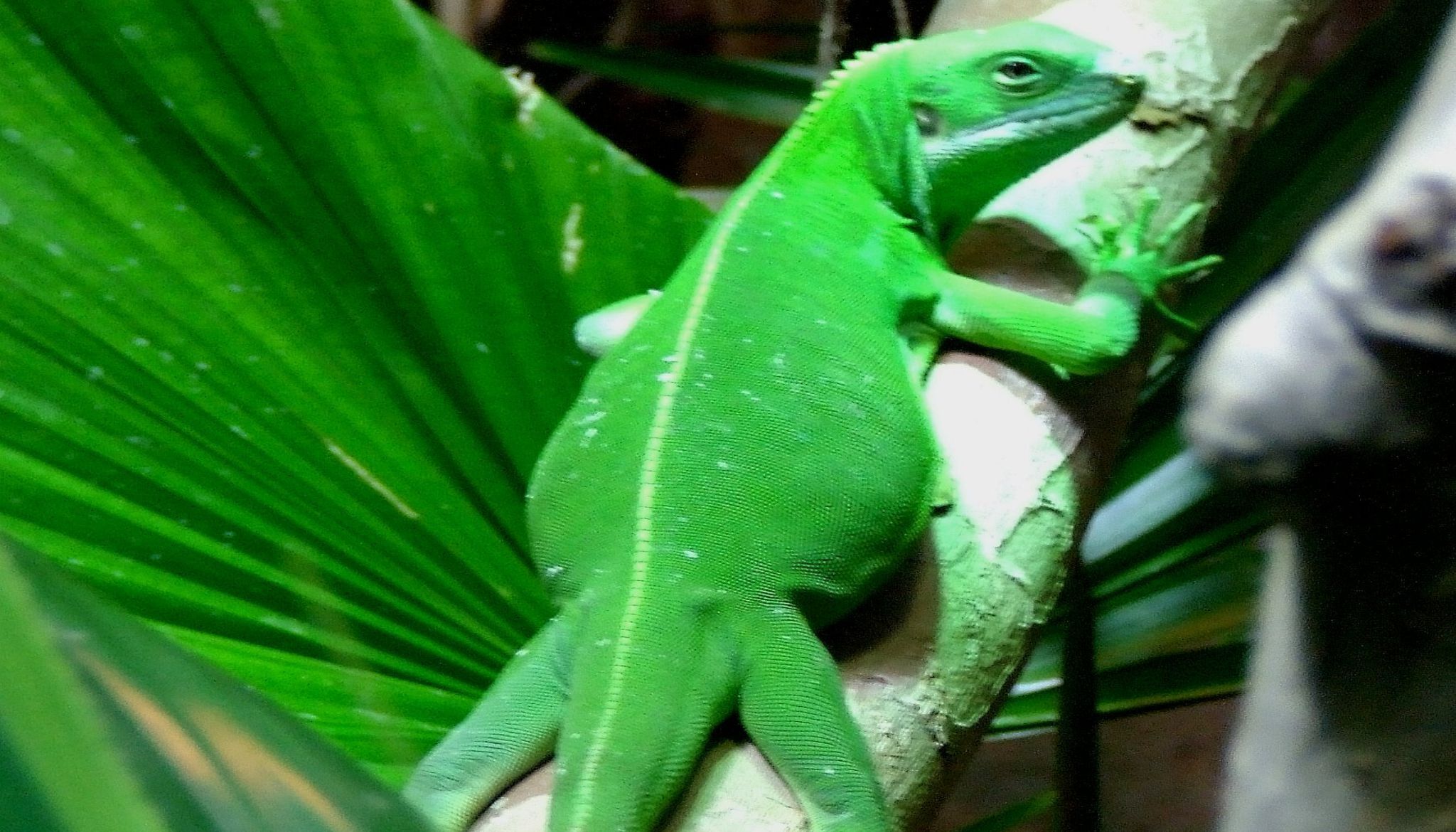 Un lézard vert sur une branche.