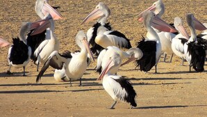 Un groupe de pélicans sur une plage de sable.
