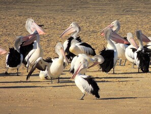A group of pelicans on a sandy beach. - Pelican Sands Scamander (Scamander)