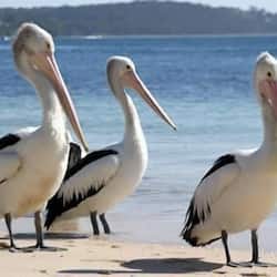 Di pantai, aktiviti berkayak, memancing