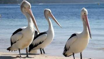 En la playa, kayak, pesca