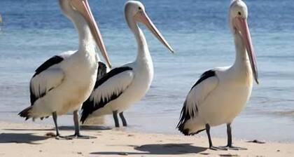 Pelican Sands Scamander