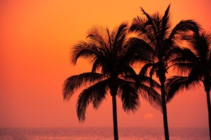 A sunset with palm trees silhouetted against a vibrant orange sky. - Serenity on Magnetic (Picnic Bay)