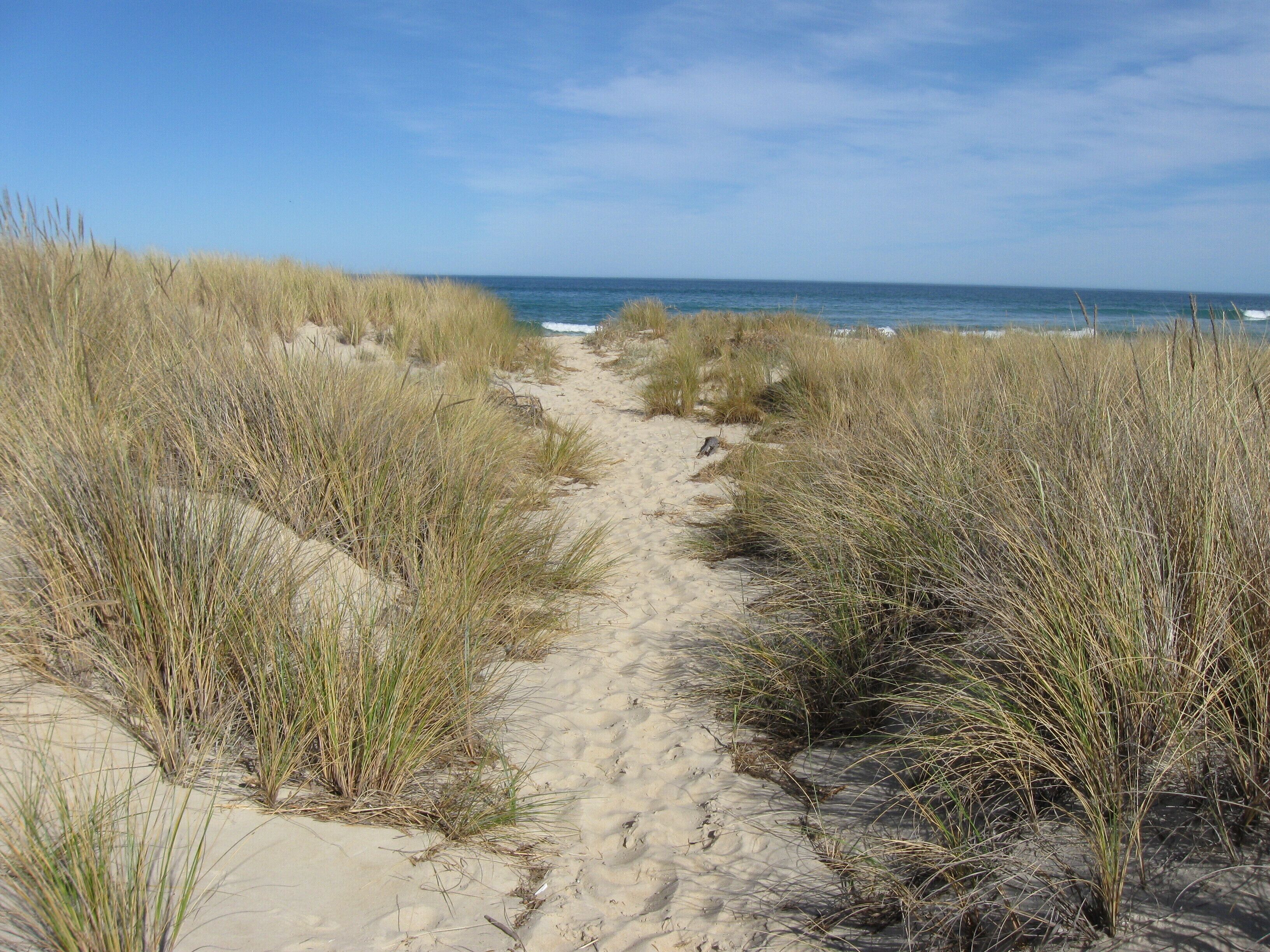 A sandy path flanked by tall grass leading to the ocean.