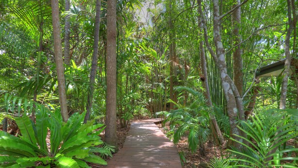 A wooden pathway surrounded by lush greenery and trees. - Lovestone Cottages (Montville)